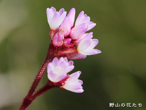 ナガバノウナギツカミ－花