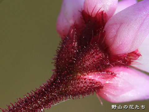 ナガバノウナギツカミ－花２
