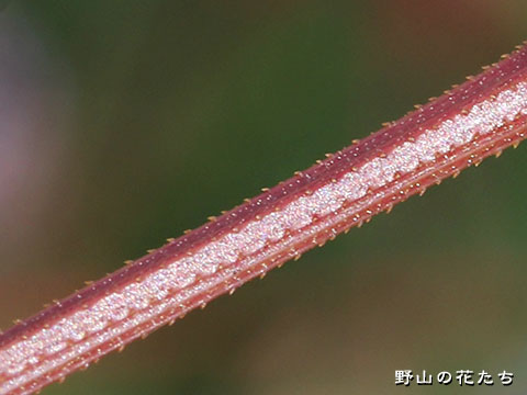 ナガバノウナギツカミ－茎