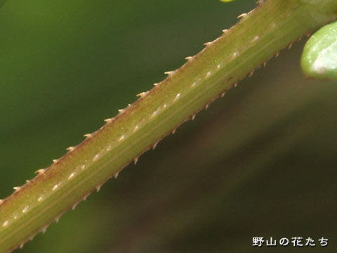 アキノウナギツカミ－茎