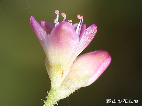 ママコノシリヌグイ－花２