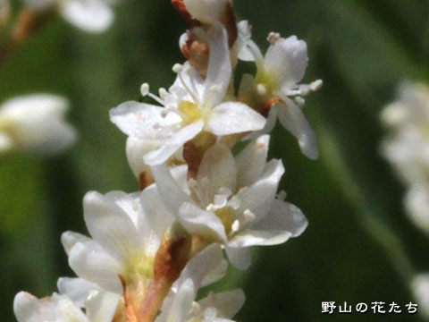 オヤマソバ－花２