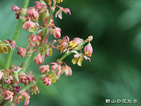 タカネスイバ－花３