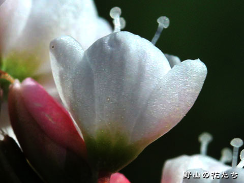 シロバナサクラタデ－花６