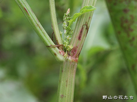 エゾノギシギシ－茎