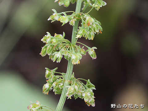 エゾノギシギシ－花