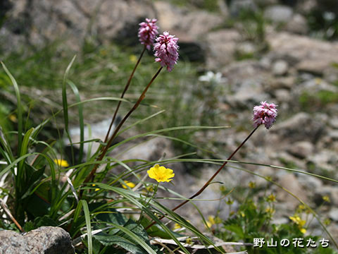 ナンブトラノオ 野山の花たち 東北と関東甲信越の花