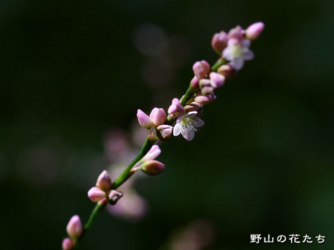 ハナタデ－花