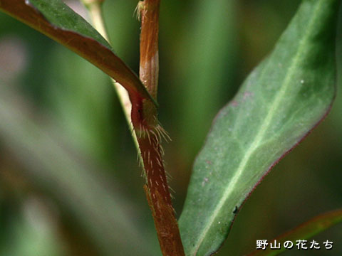 ホソバノウナギツカミ－茎