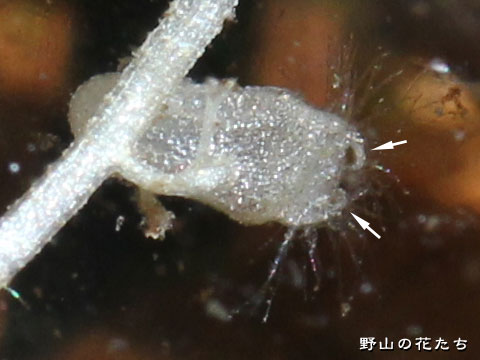 ヤチコタヌキモ－捕虫嚢