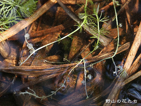 ヤチコタヌキモ－葉４