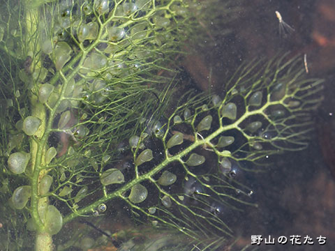 オオタヌキモ－葉３
