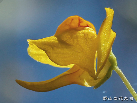 オオタヌキモ－花２