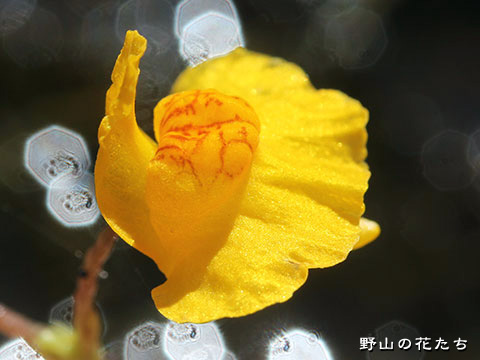 オオタヌキモ－花３