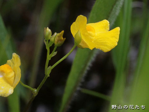 ヤチコタヌキモ－花