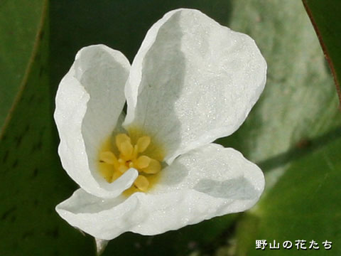 トチカガミ－花