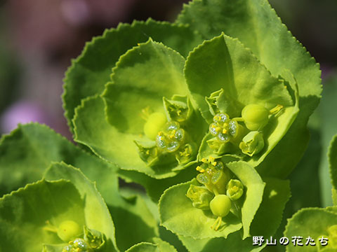 トウダイグサ－花６