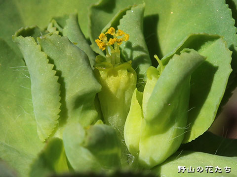 トウダイグサ－花４