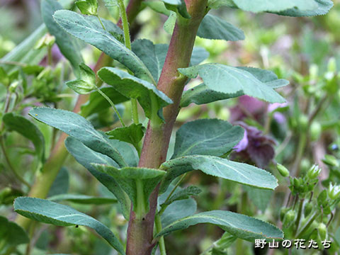 トウダイグサ－茎