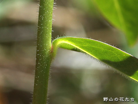 シナノタイゲキ－茎