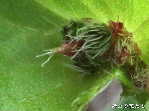 ビロードエノキグサ－花4
