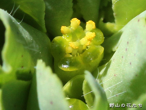 トウダイグサ－花３