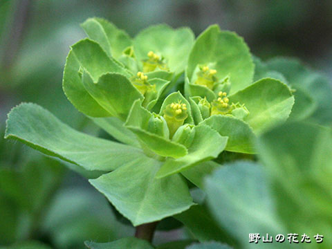 トウダイグサ－花