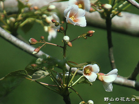 オオアブラギリ－花