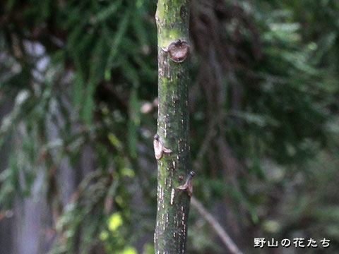 オオアブラギリ－茎