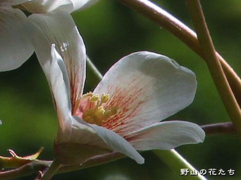 オオアブラギリ－花３