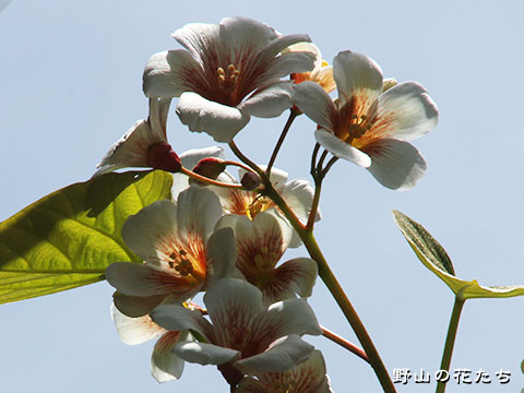 オオアブラギリ－花２