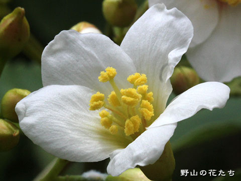 アブラギリ－花