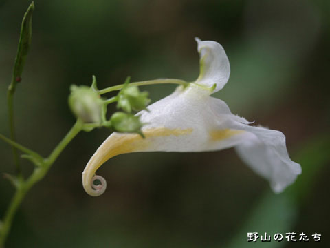 シロツリフネ－花