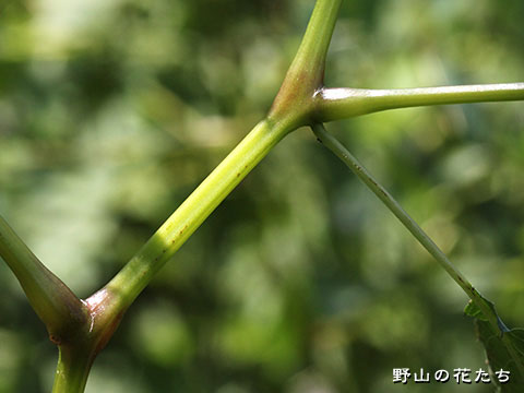 アカボシツリフネソウ－茎