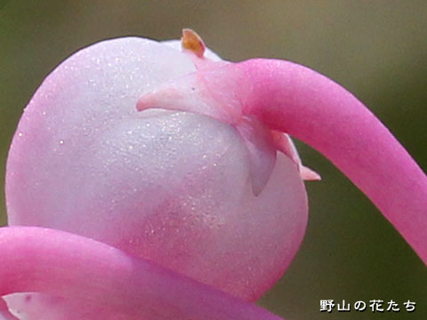 ヒメシャクナゲ－花３