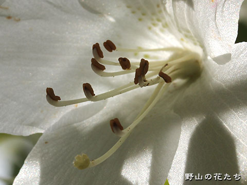 シロヤシオ－花２