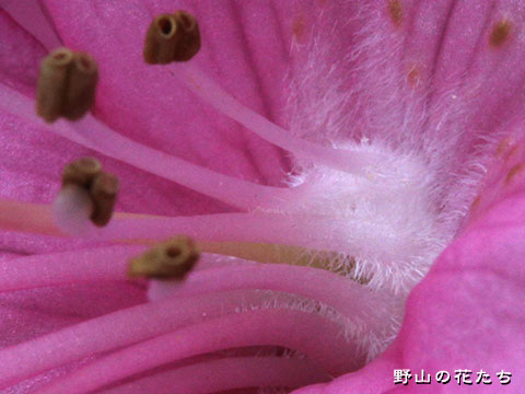 ムラサキヤシオ－花３