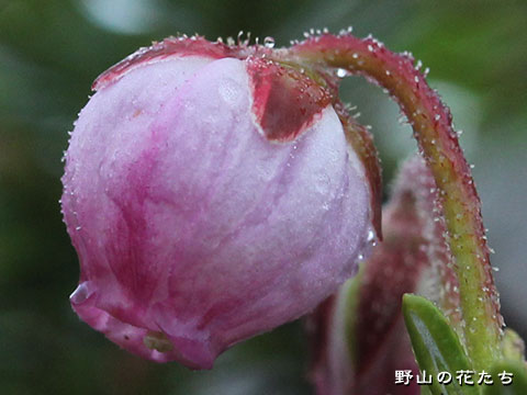 エゾノツガザクラ－花２