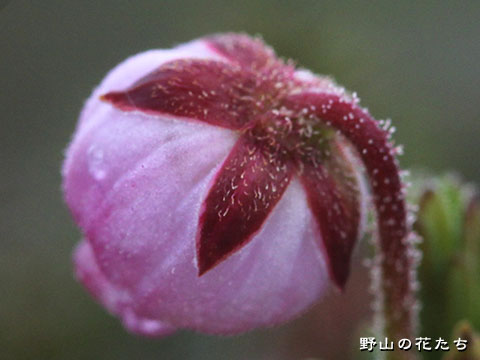 エゾノツガザクラ－花３