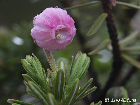 エゾノツガザクラ－花