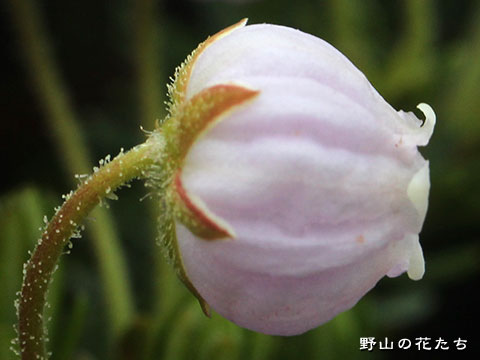 コエゾツガザクラ－花