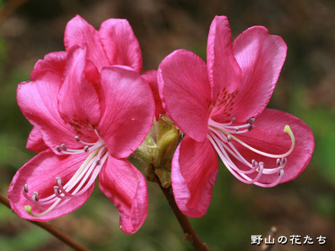 ムラサキヤシオ－花