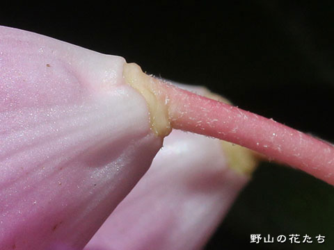 アマギシャクナゲ－花５