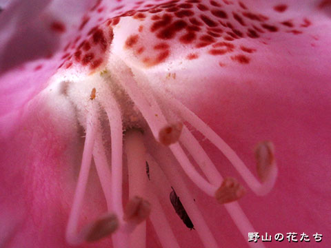 アマギシャクナゲ－花２