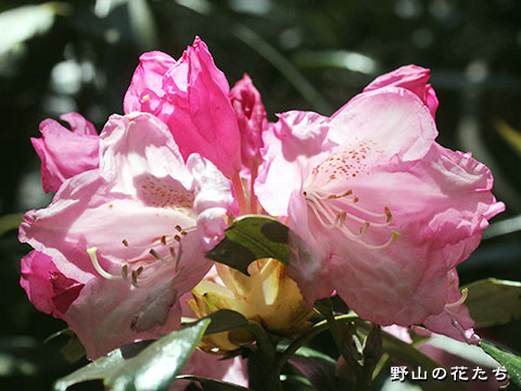 アマギシャクナゲ－花