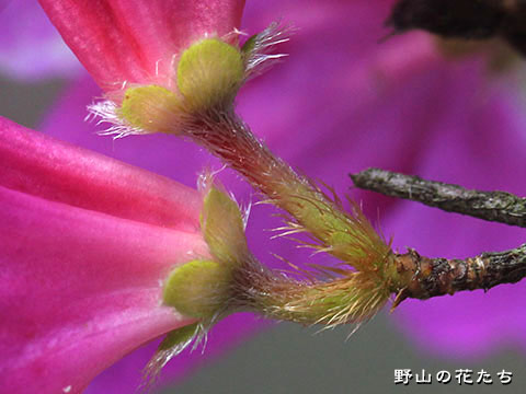 アシタカツツジ－花４