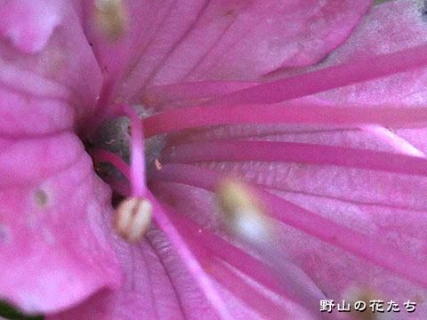 ユキグニミツバツツジ－花２