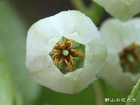 シラタマノキ－花３