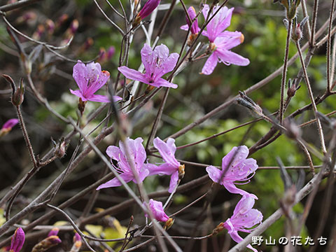 コバノミツバツツジ - 野山の花たち 東北と関東甲信越の花