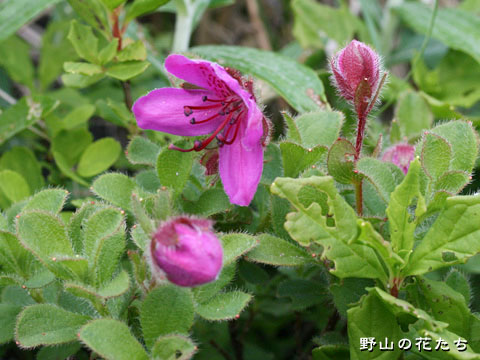エゾツツジ－花